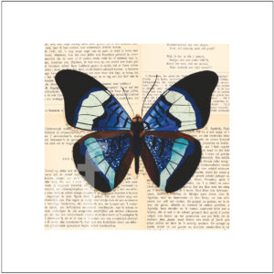 vlinder art print